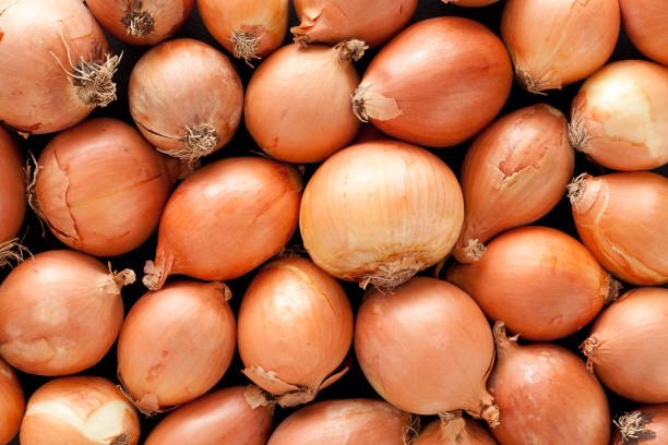 A top view of a layer of yellow onions. The onions have brown skins. They are arranged randomly. The medium sized onions fill the horizontal frame. This vegetable background shows healthy unbruised onions. Some onions are round while others are oval.